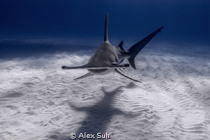 "Shadow Chaser" - This Great Hammerhead was approaching m... by Alex Suh 